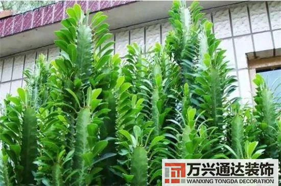 大門植物風水大門前種什么植物風水好