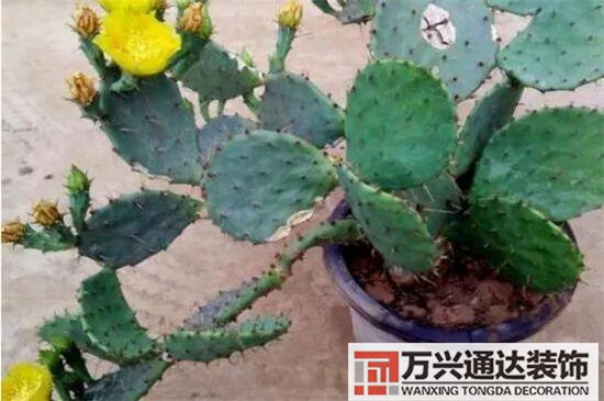 大門植物風水大門前種什么植物風水好