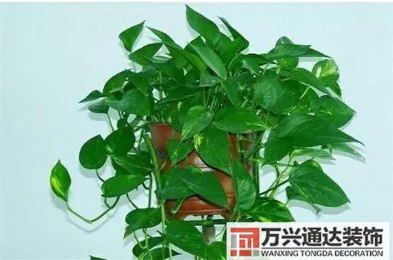 大門植物風水大門前種什么植物風水好