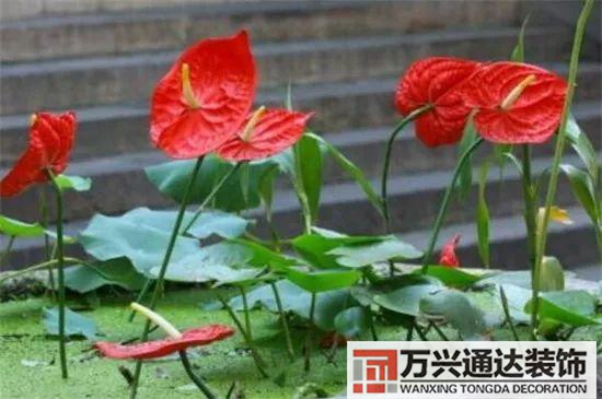 大門植物風水大門前種什么植物風水好