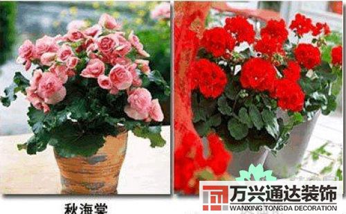 養花風水禁忌室內養花與擺放風水禁忌