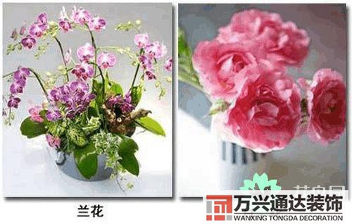 養花風水禁忌室內養花與擺放風水禁忌