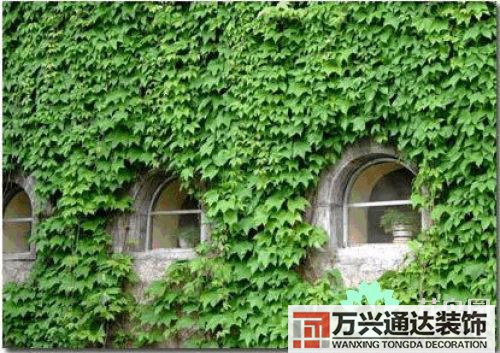 養花風水禁忌室內養花與擺放風水禁忌