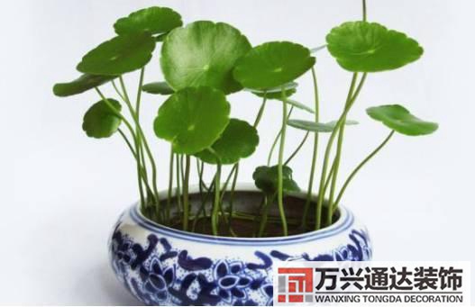 水仙花的風水家里養水仙花風水