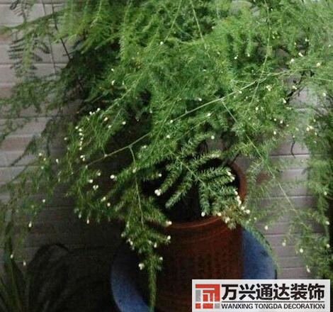 文竹開花風(fēng)水文竹開花什么樣的