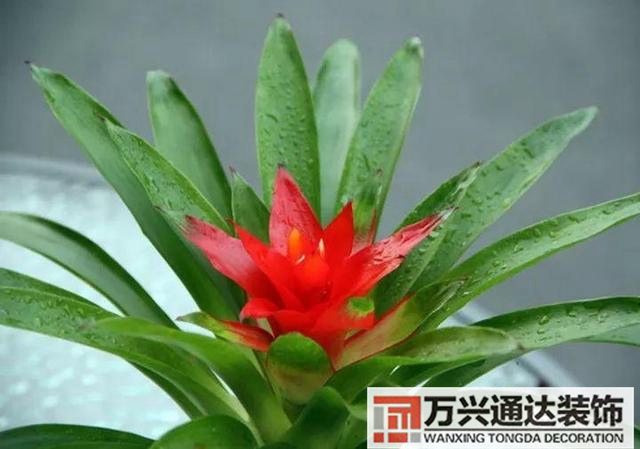 風(fēng)水家里養(yǎng)什么花好在風(fēng)水上家里養(yǎng)什么花最好