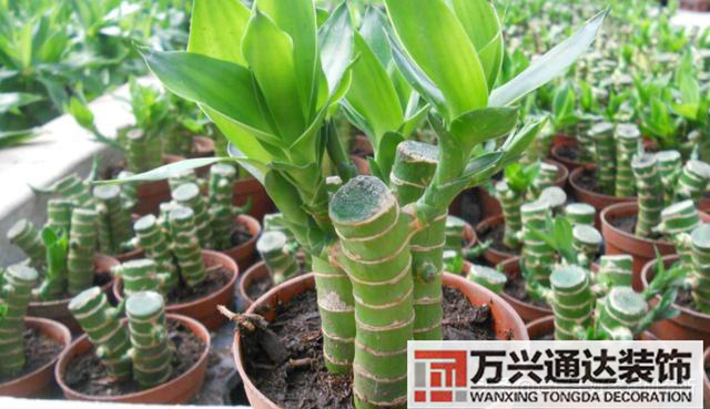 裝修綠植裝修綠植墻