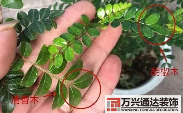 木槿樹風水木槿花 風水