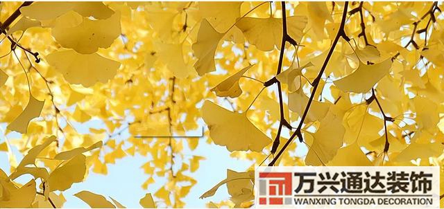 白果樹風(fēng)水白果樹風(fēng)水是什么意思